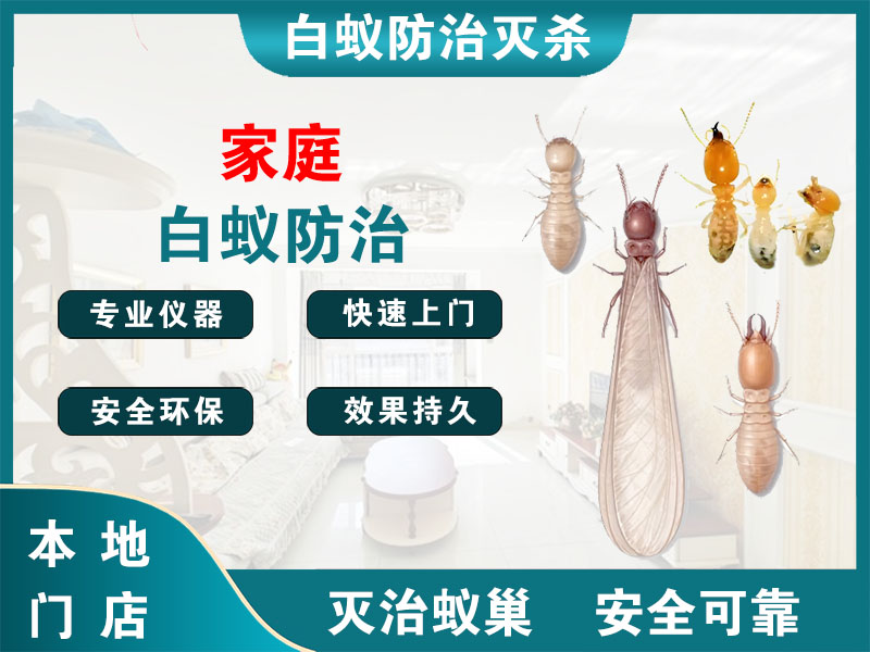 仪征家庭白蚁防治