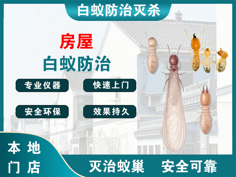 仪征房屋白蚁防治